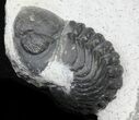 Hollardops Trilobite With Barrandeops #32481-4